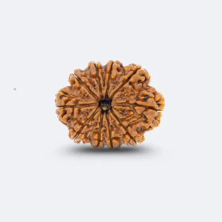 10 Mukhi Rudraksha