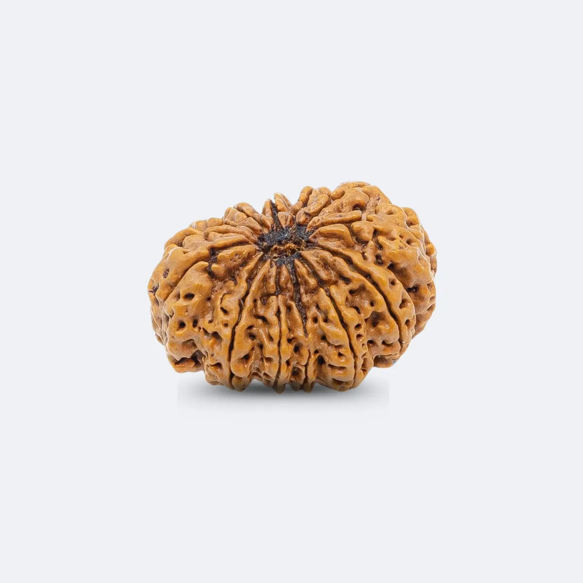 13 Mukhi Rudraksha