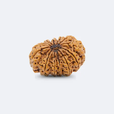 13 Mukhi Rudraksha