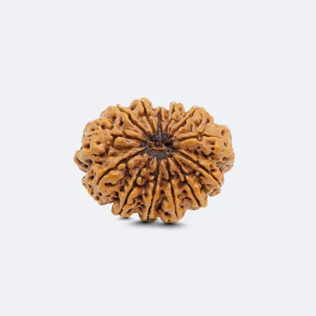 13 Mukhi Rudraksha