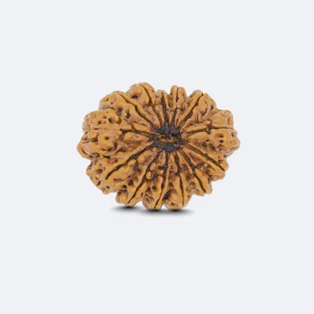 13 Mukhi Rudraksha