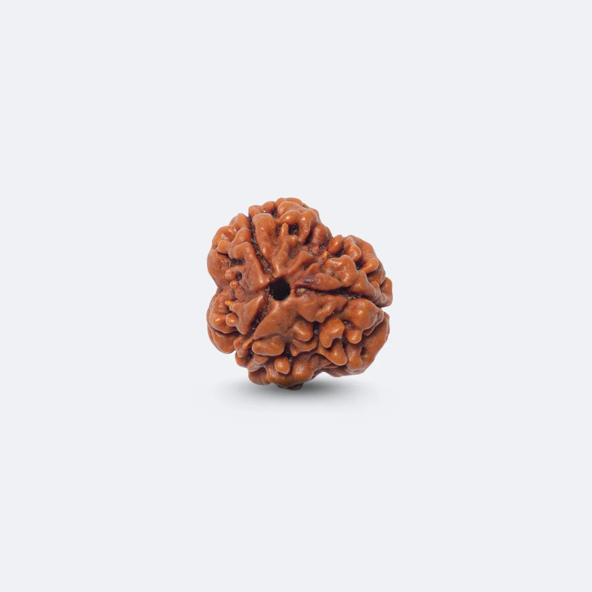 3 Mukhi Rudraksha
