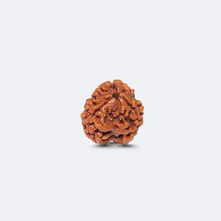 3 Mukhi Rudraksha