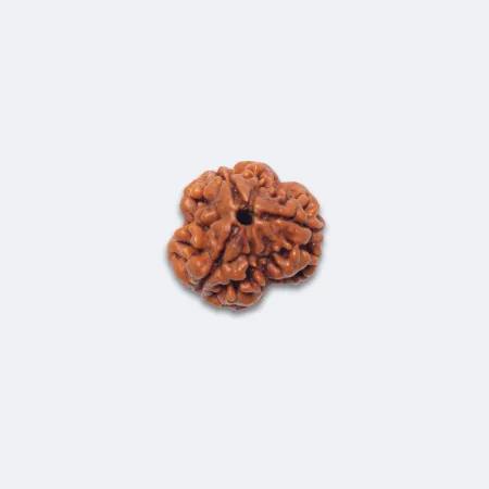 3 Mukhi Rudraksha