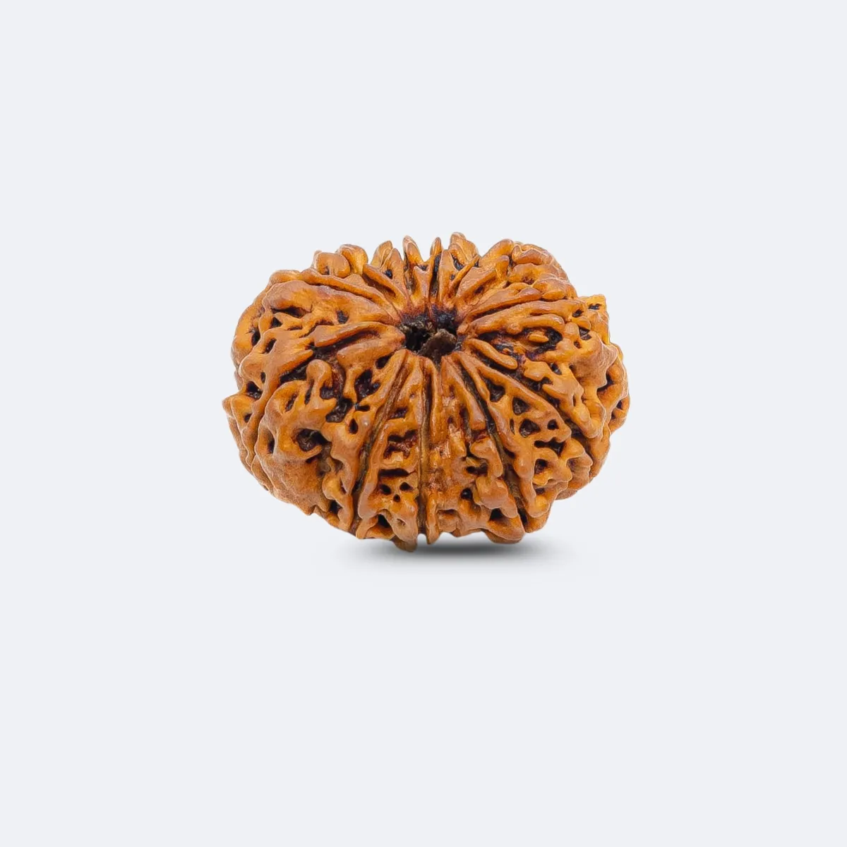 12 Mukhi Rudraksha