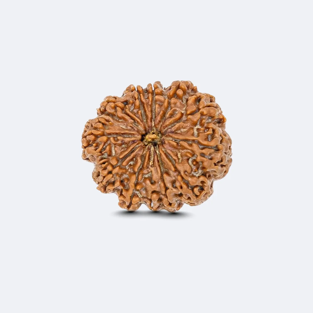 12 Mukhi Rudraksha