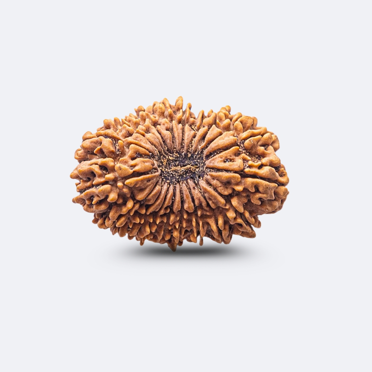 20 Mukhi Rudraksha
