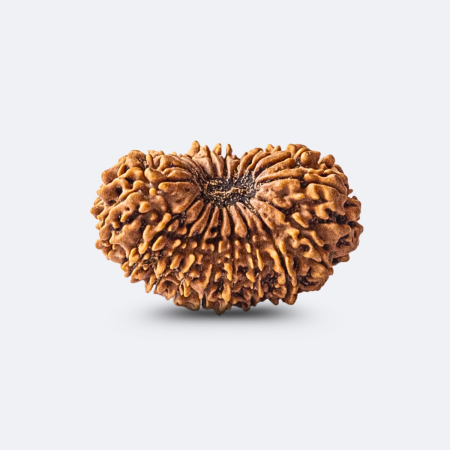 20 Mukhi Rudraksha