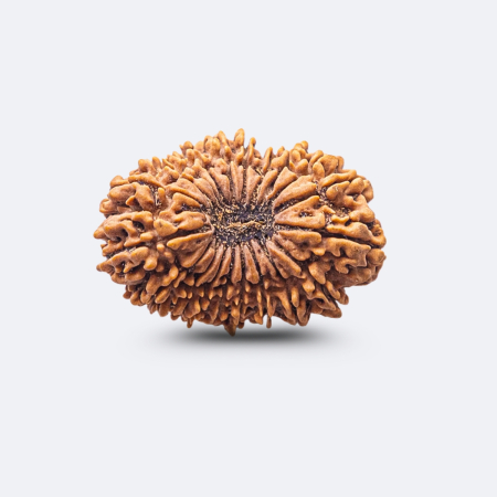 20 Mukhi Rudraksha