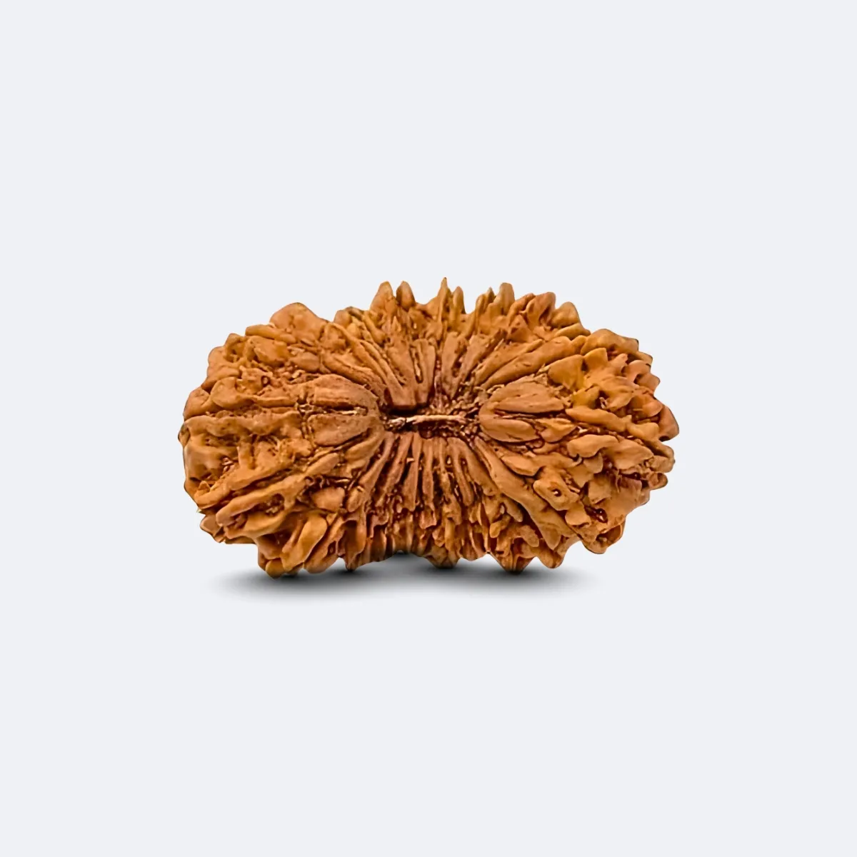 21 Mukhi Rudraksha