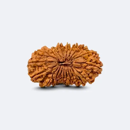 21 Mukhi Rudraksha