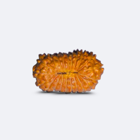 22 Mukhi Rudraksha Indonesia