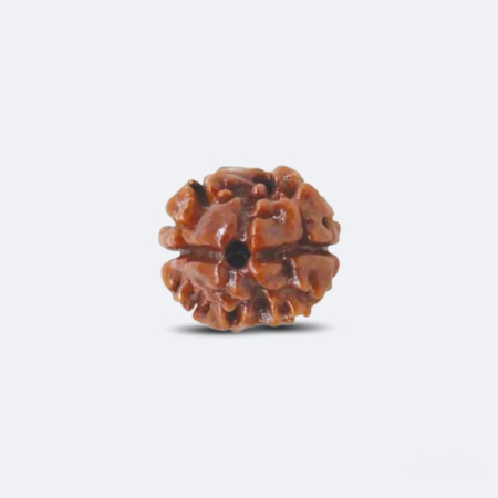 2 Mukhi Rudraksha
