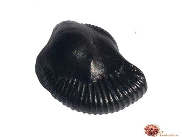 Vasudeva Shaligram