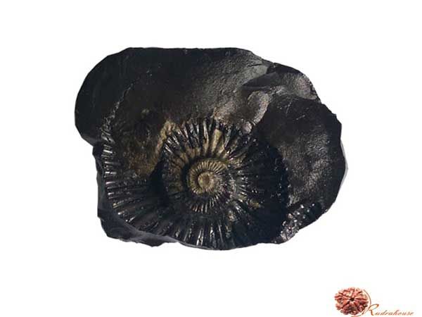 Vishnu Chakra Shaligram