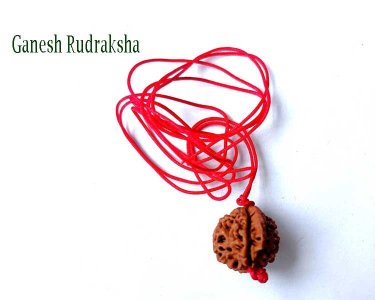 Wedding Ceremony Rudraksha Gift For Guest